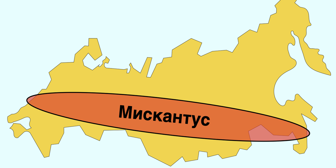 Зачем Россию собираются засадить "революционным" растением – мискантусом