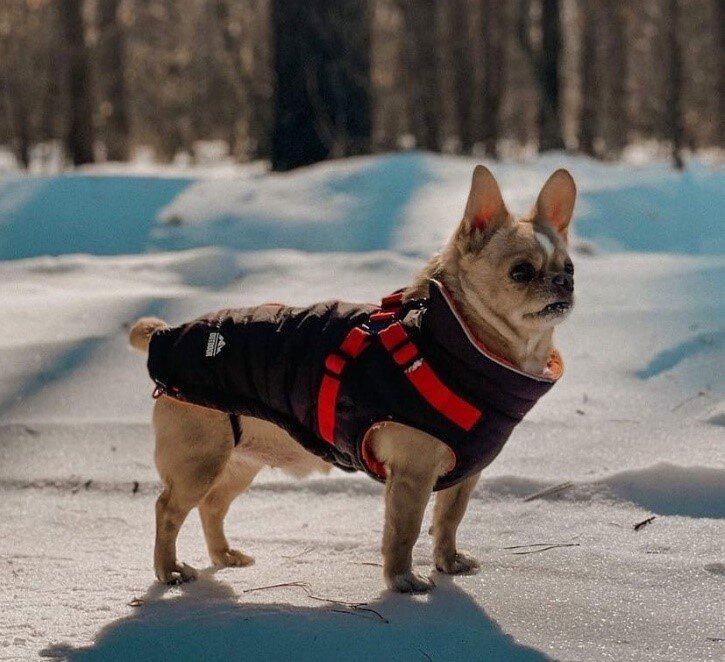 На фото – утепленная попона со шлейкой Triol OUTDOOR "Active" (арт. 12261252).