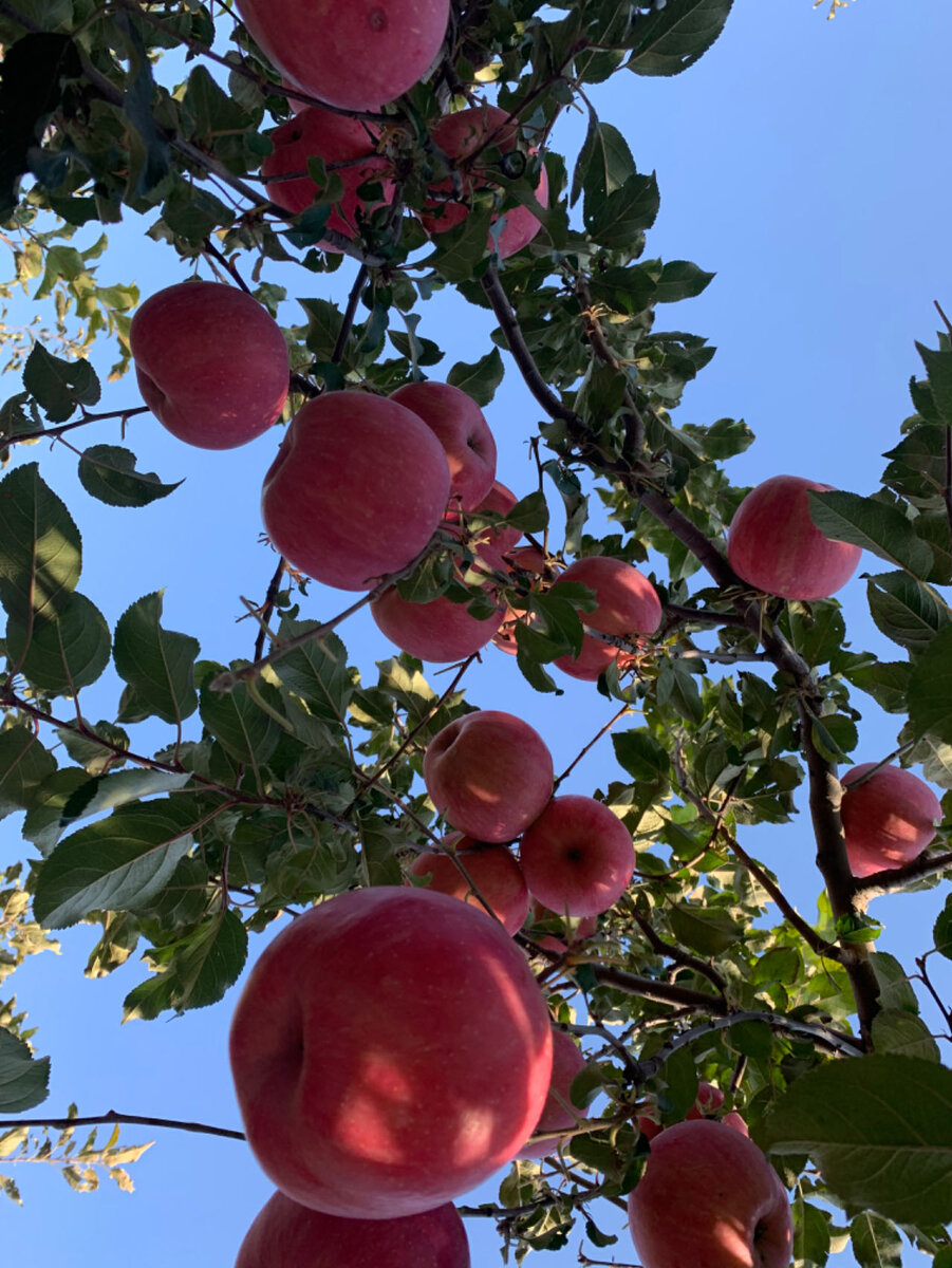 Красные яблоки на фоне голубого неба 