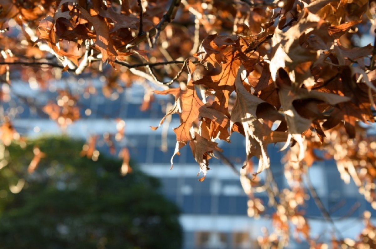    Географ Литвиненко объяснила дефицит солнечных дней в октябре в Москве