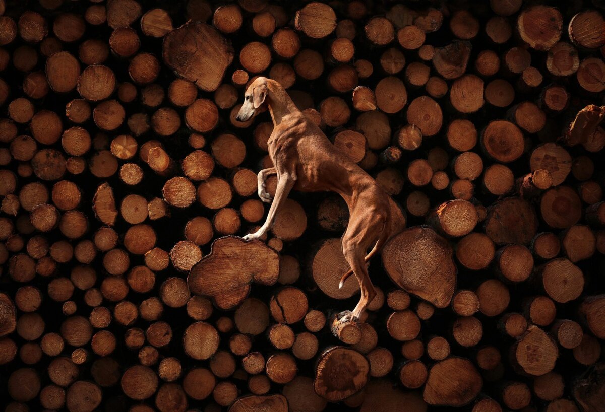    Победитель в категории «Портрет и пейзаж». Sanna Sander, dogphotographyawards.com