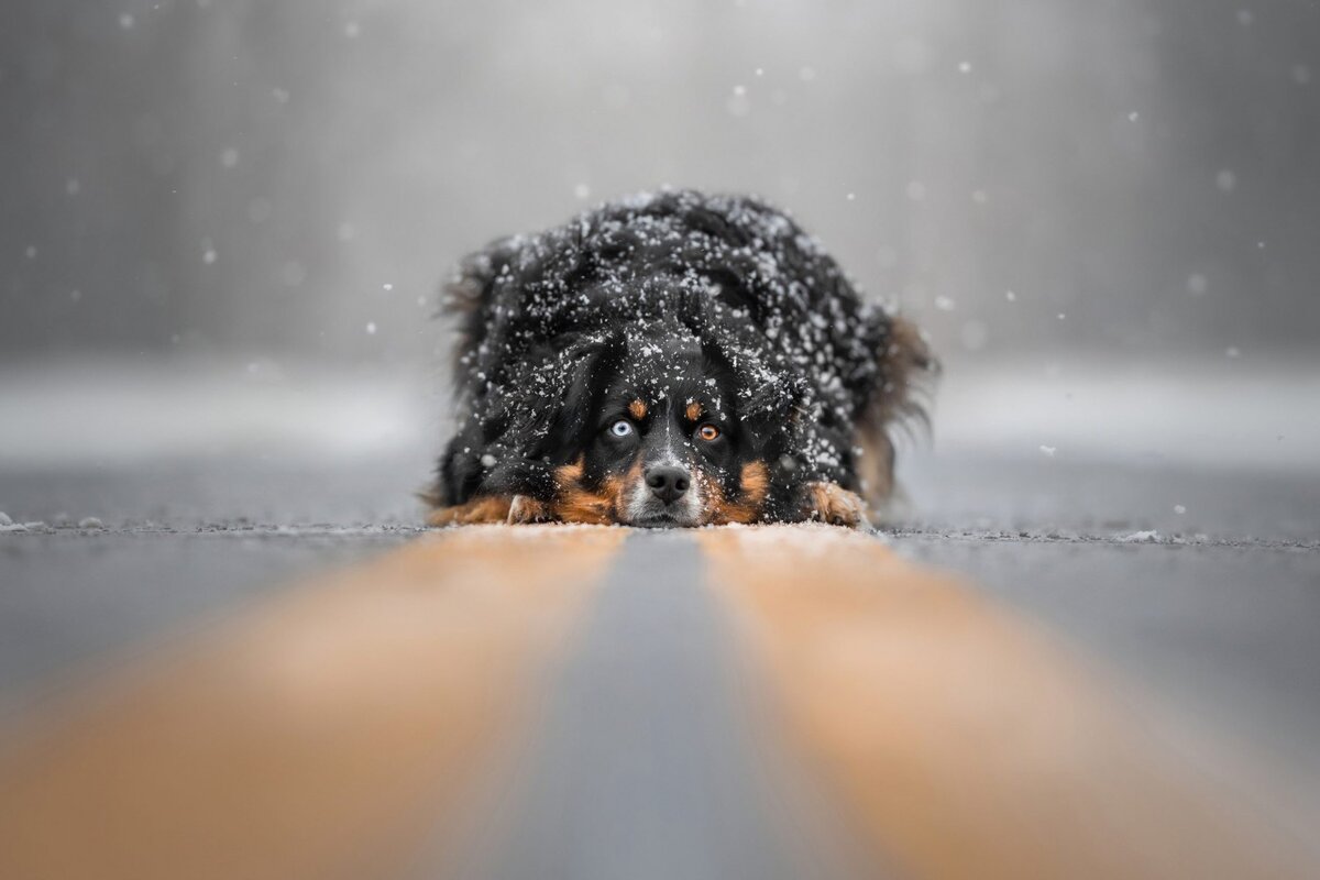    2-е место в категории «Портрет и пейзаж». Grace Fieselman, dogphotographyawards.com