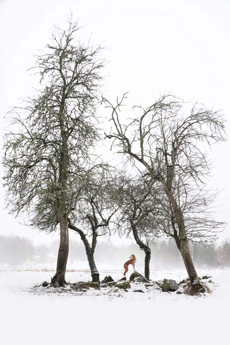    3-е место в категории «Портрет и пейзаж». Sanna Sander, dogphotographyawards.com