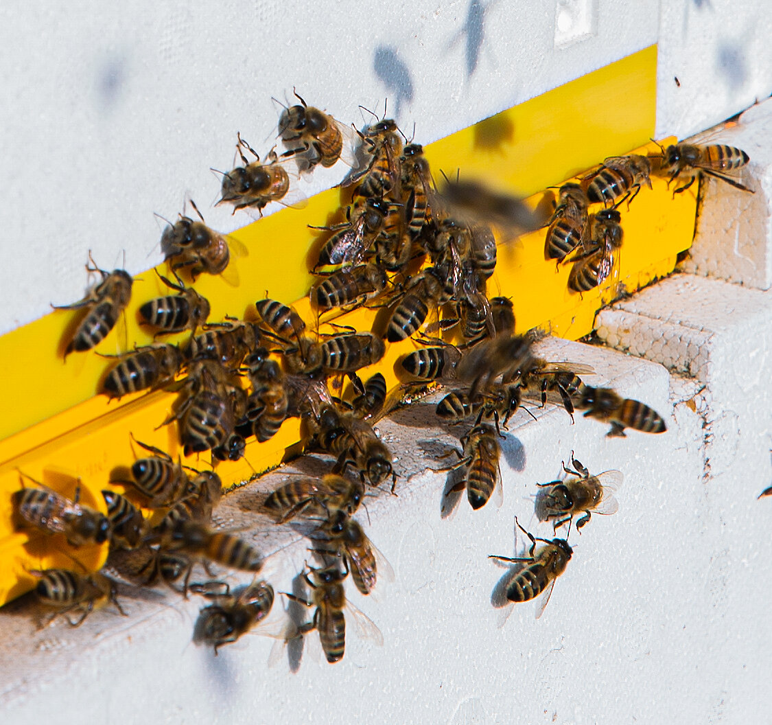 Как можно стать пчелой. Пчелы. Пчелиная семья. Первый облет пчел. Пчела вблизи.