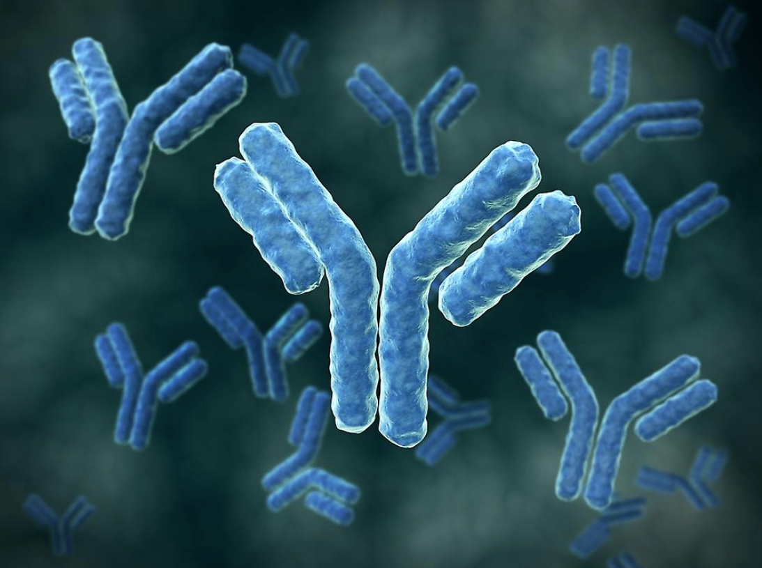 Иммуноглобулин g e. Секреторные антитела. Иммуноглобулин g3. Immunoglobulin g (антитела). Антитерф.