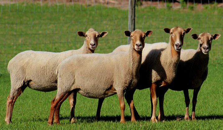 Флоридский крекер