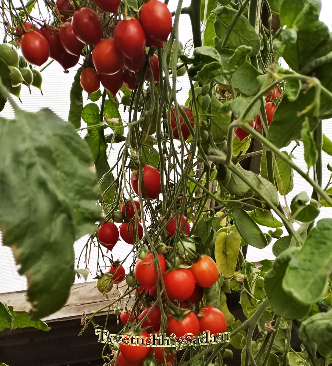 томаты джекпот описание отзывы. томат джек рот. семена томат джек пот f1. томаты джекпот описание отзывы. партнер томат джек пот f1.