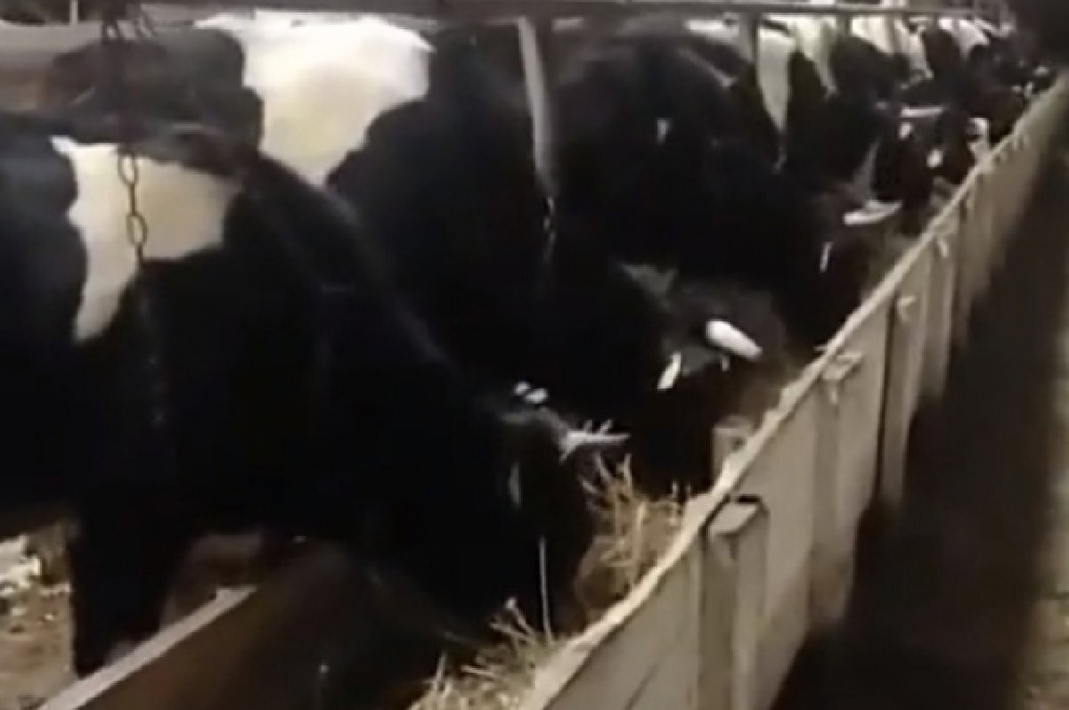    Глава Минсельхоза поблагодарил жителей Вуктыла за помощь в спасении коров