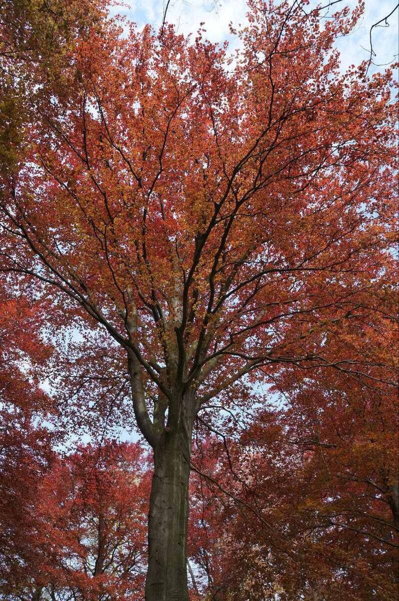Осенний пейзаж