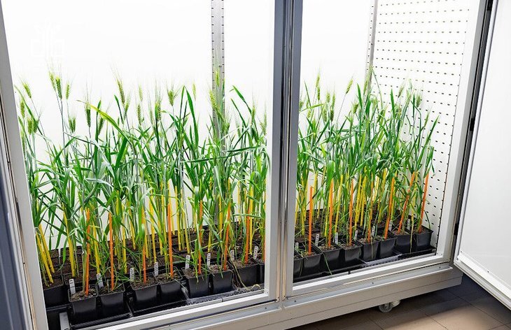    4,5 тысячи ящиков с новыми сортами и линиями озимых готовы к проморозке в Национальном центре зерна Лукьяненко