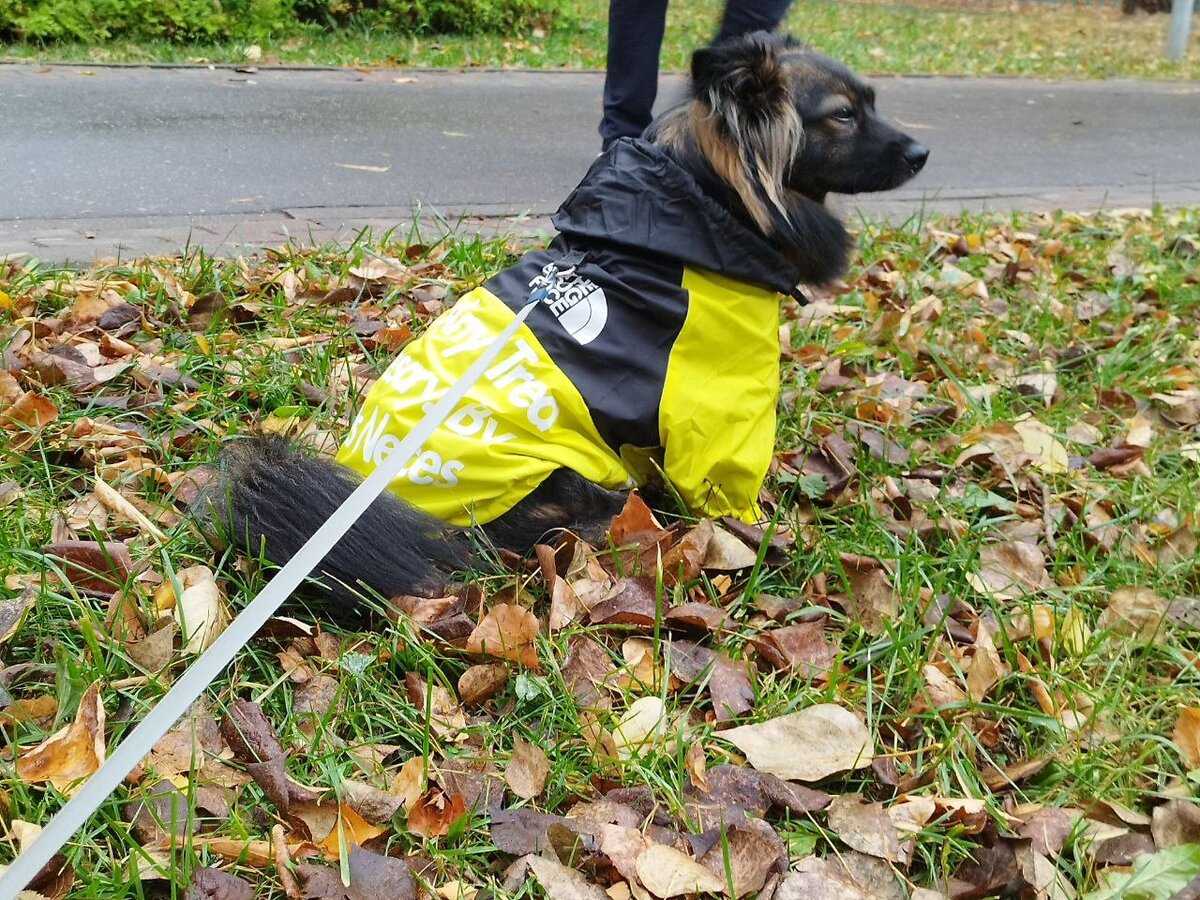 Я на прогулке, у меня есть чип и если я потеряюсь, моих хозяев легко найдут