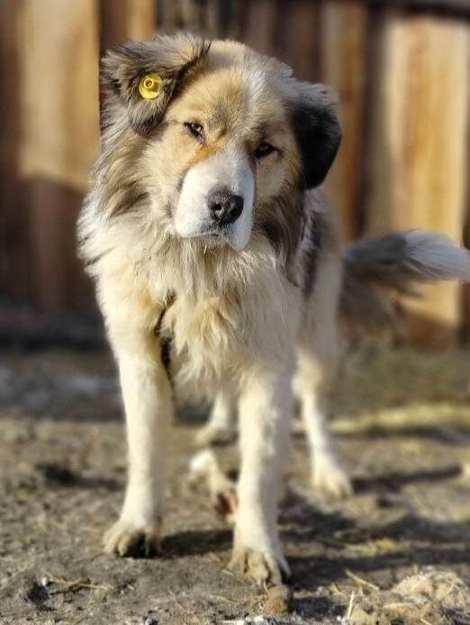 Это питомец приюта Ананда, г. Удан-Удэ. Он потерялся и его никто не ищет. Фотография с канала Эпицентр добра 