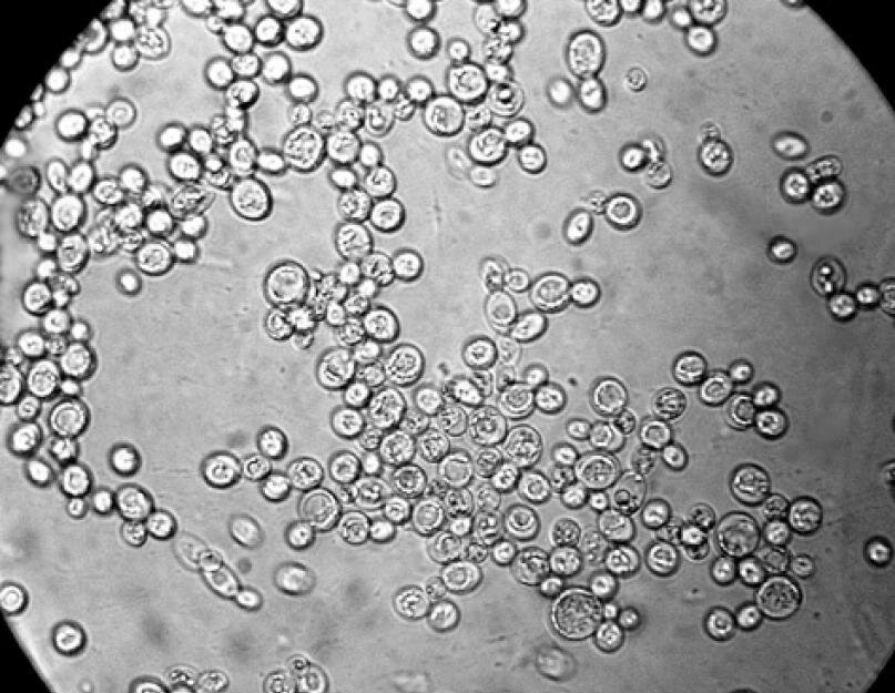Дрожжи под микроскопом рисунок