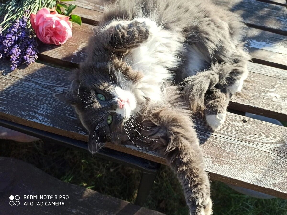 Мерлоша на крыльце дома