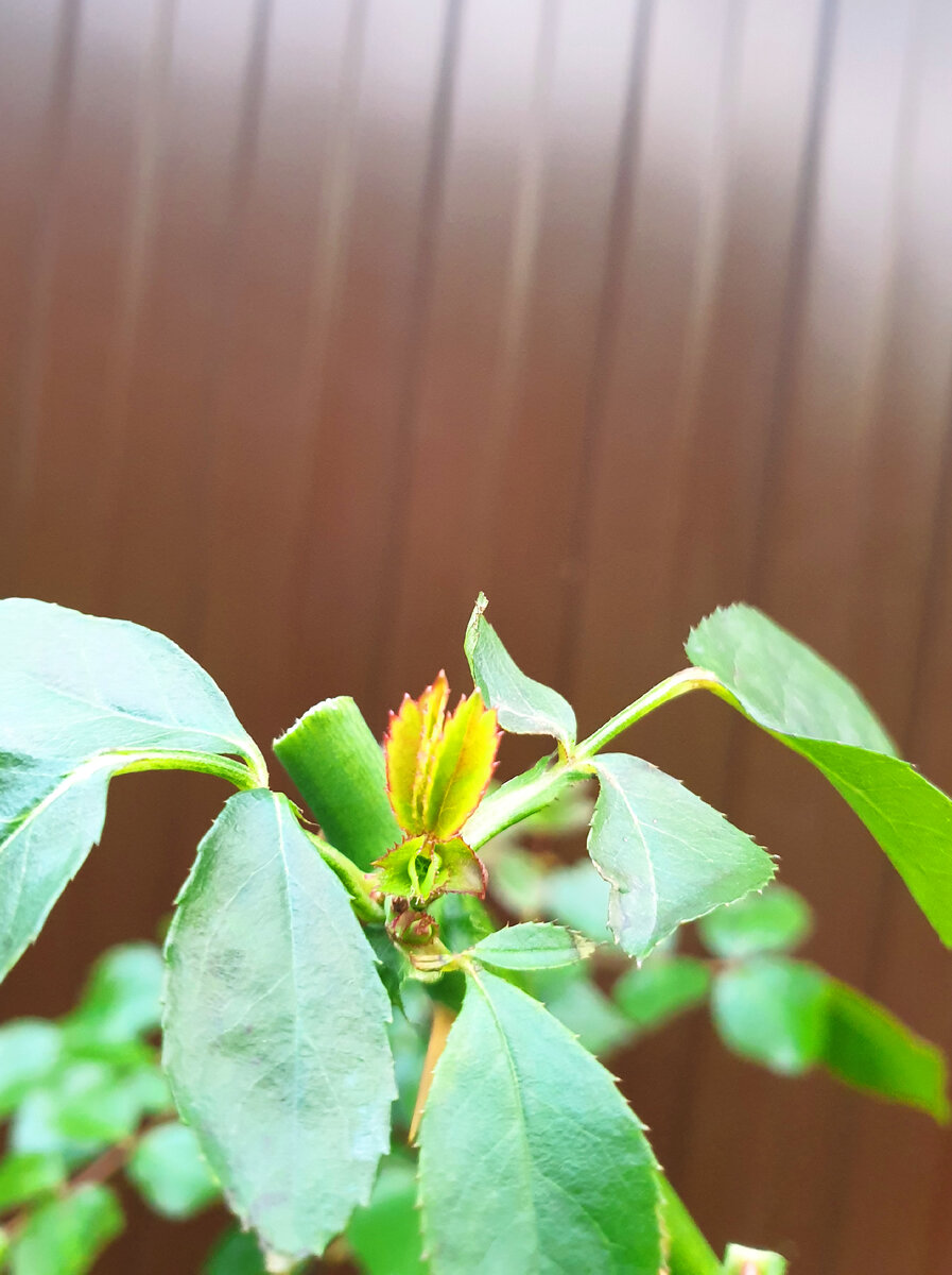 У побега была обрезана макушка. Он дал новую из почки. 8 ноября.