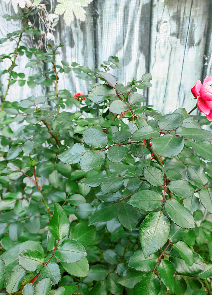 Такая у роз листва. 8 ноября.