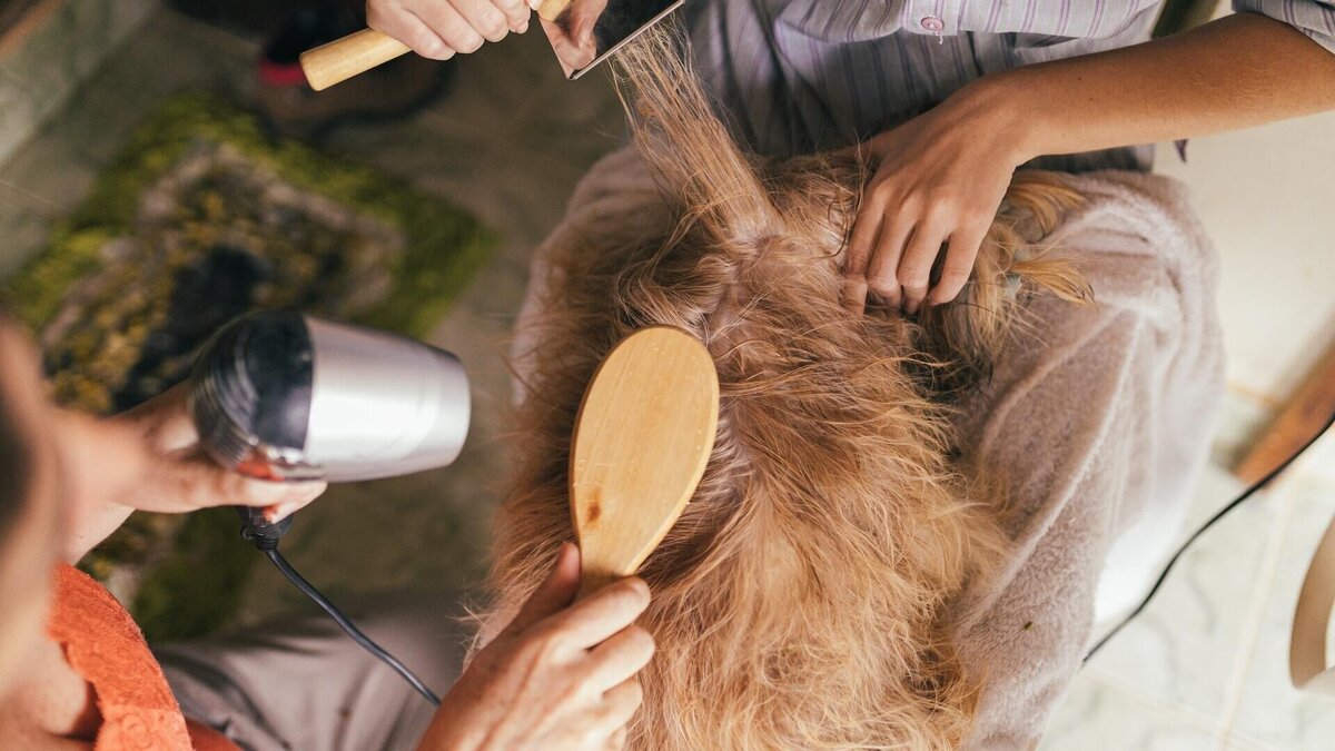    Что грозит грумеру, которая покалечила собаку?© Unsplash / J. Balla Photography