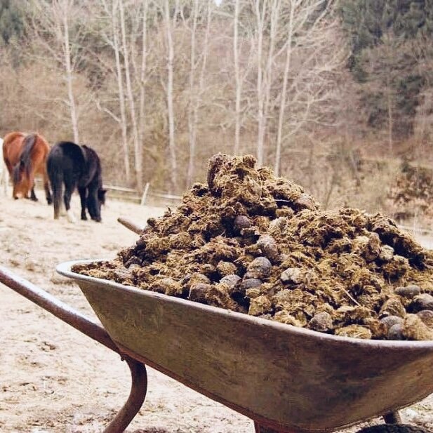 Конский навоз