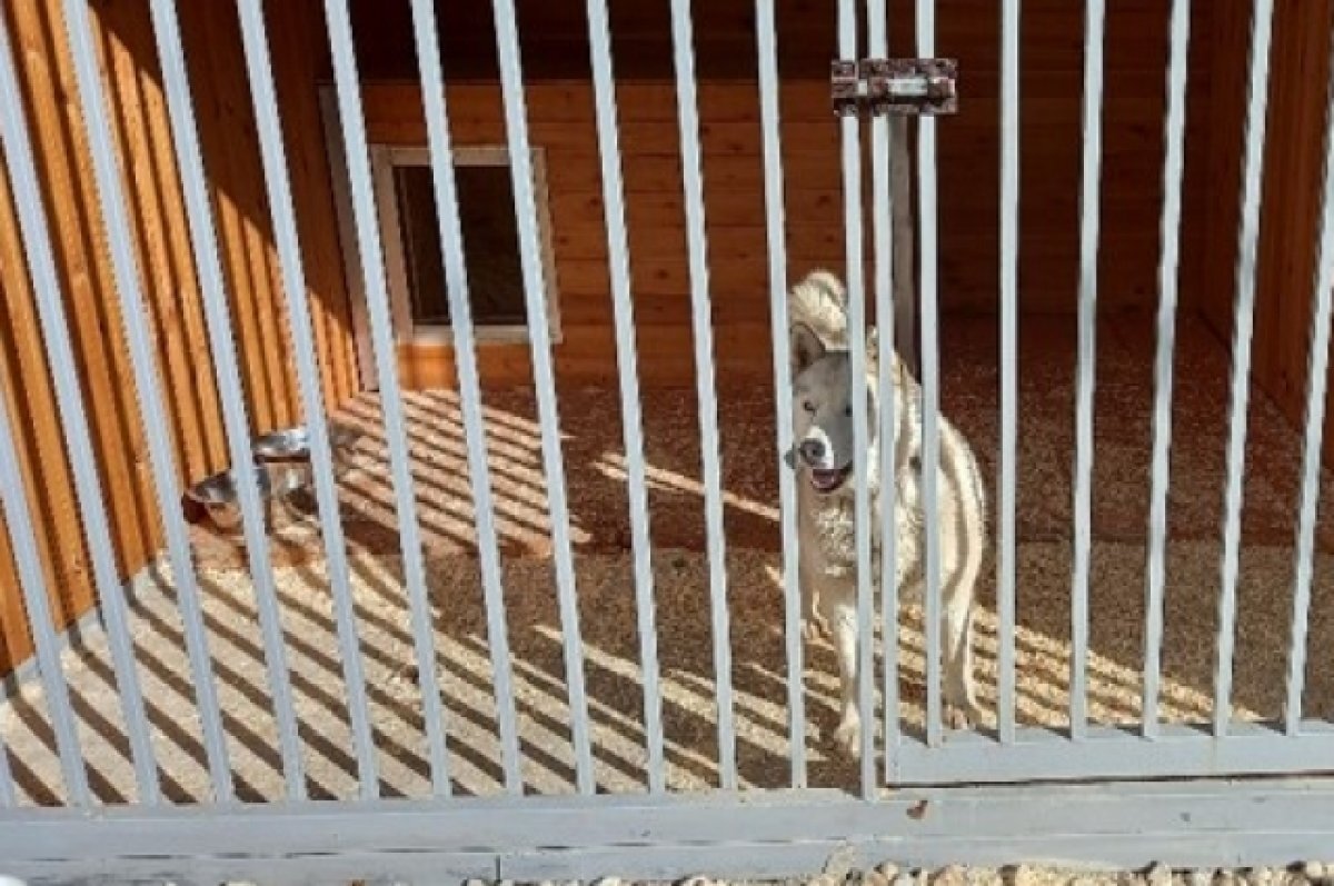    В Тверской области выделили больше денег на приюты для бездомных животных