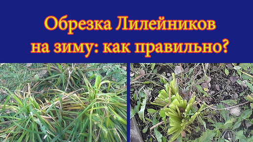 Нужно ли обрезать лилейник на зиму осенью. Обрезка лилейника.