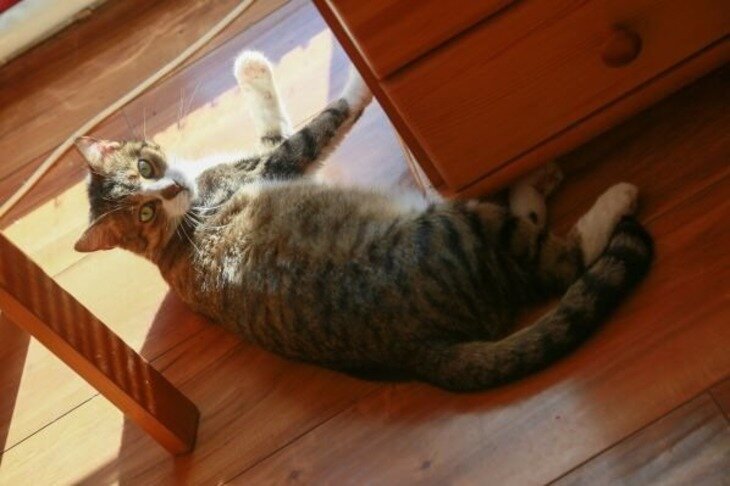    Кот
