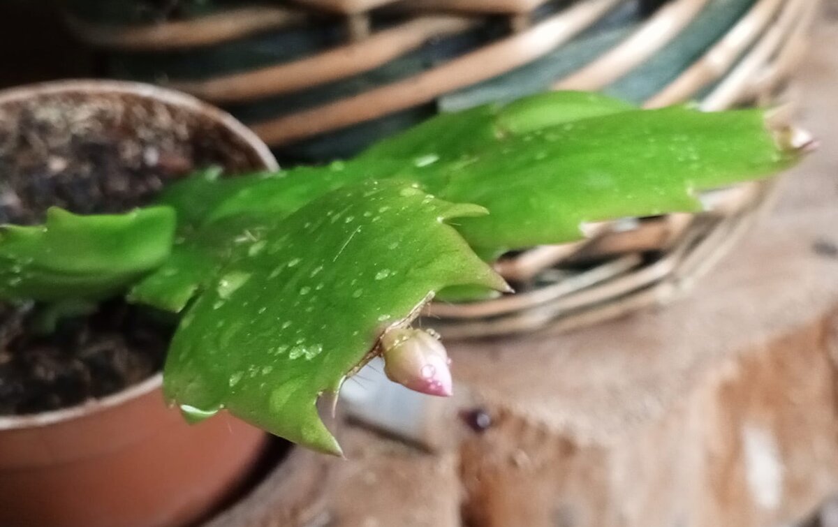 Присланная фотография.