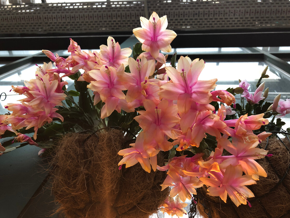 Цветение шлумбергер не бывает привычным. Из моего фотоархива.