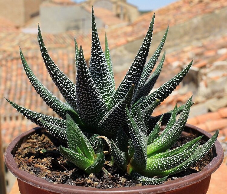 фото из открытого источника