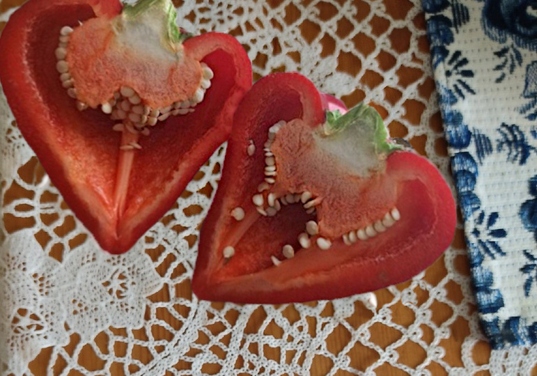 Перчик сорта Леся! Сорт не новый и плоды не крупные, но я за него двумя руками!