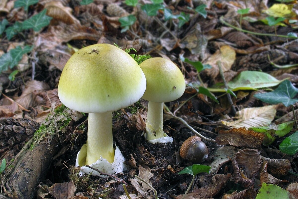 Гриб бледная поганка. Бледная поганка гриб. Amanita phalloides гриб. Грибы пластинчатые бледная поганка. Бледная поганка зеленая.