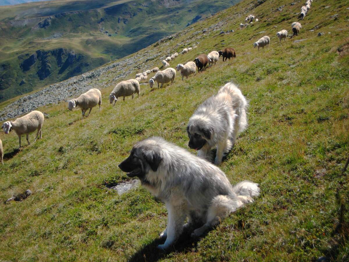 Яндекс картинки, фото с сайта animalreader.ru