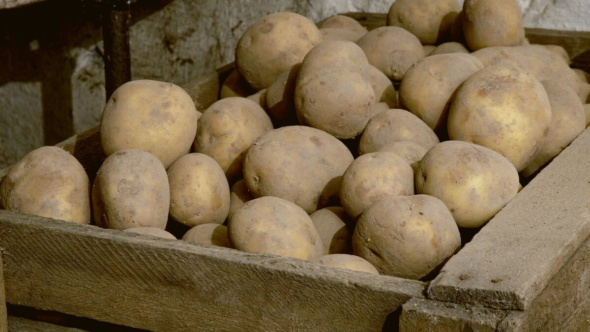 Сохранить картофель до весны вполне реально