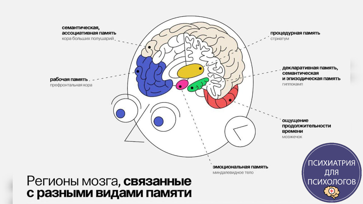 Регионы мозга, связанные с разными видами памяти. Психиатрия для психологов. 