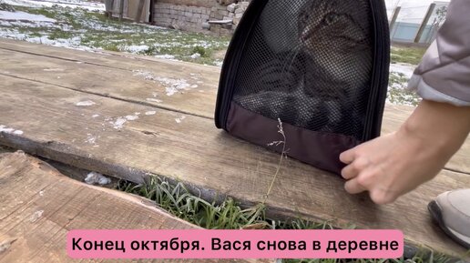 Первая реакция Васи на снег😱 Новые впечатления и довольная пробежка по заснеженному участку