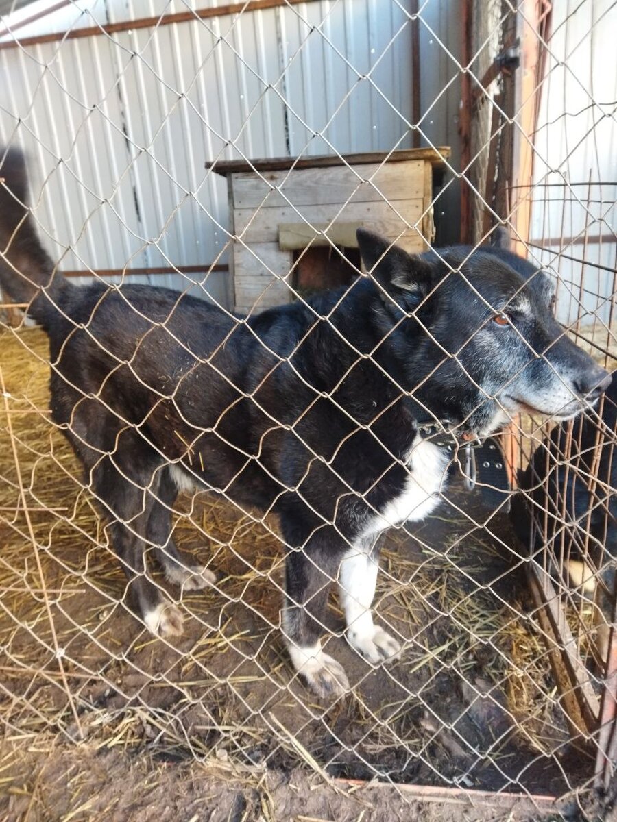 Сириус ласковый, любит обнимать одной лапой ногу гостя, зашедшего в вольер. Чтобы подольше гладили и разговаривали с ним. 