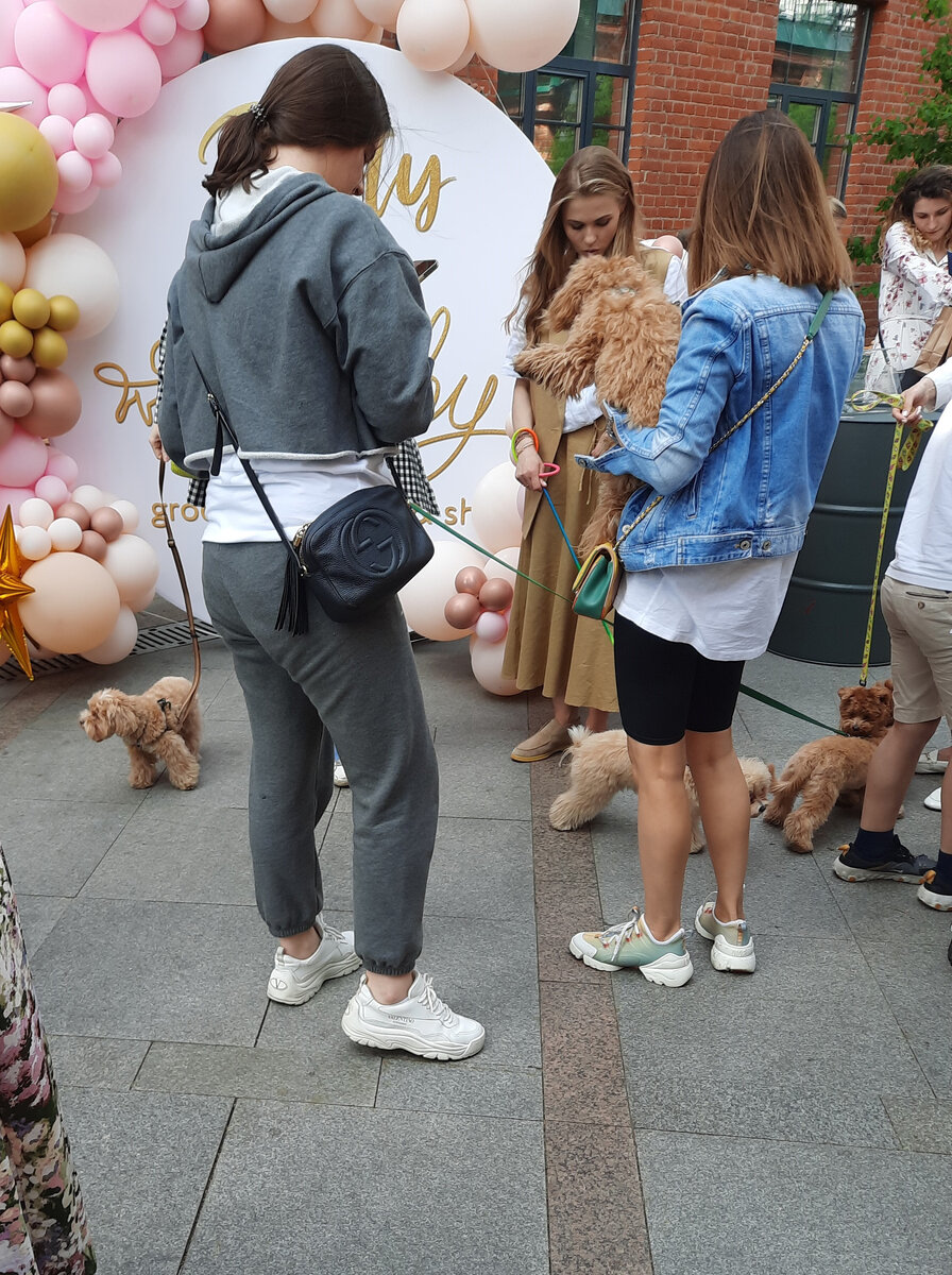 "Дизайнерские" собачки