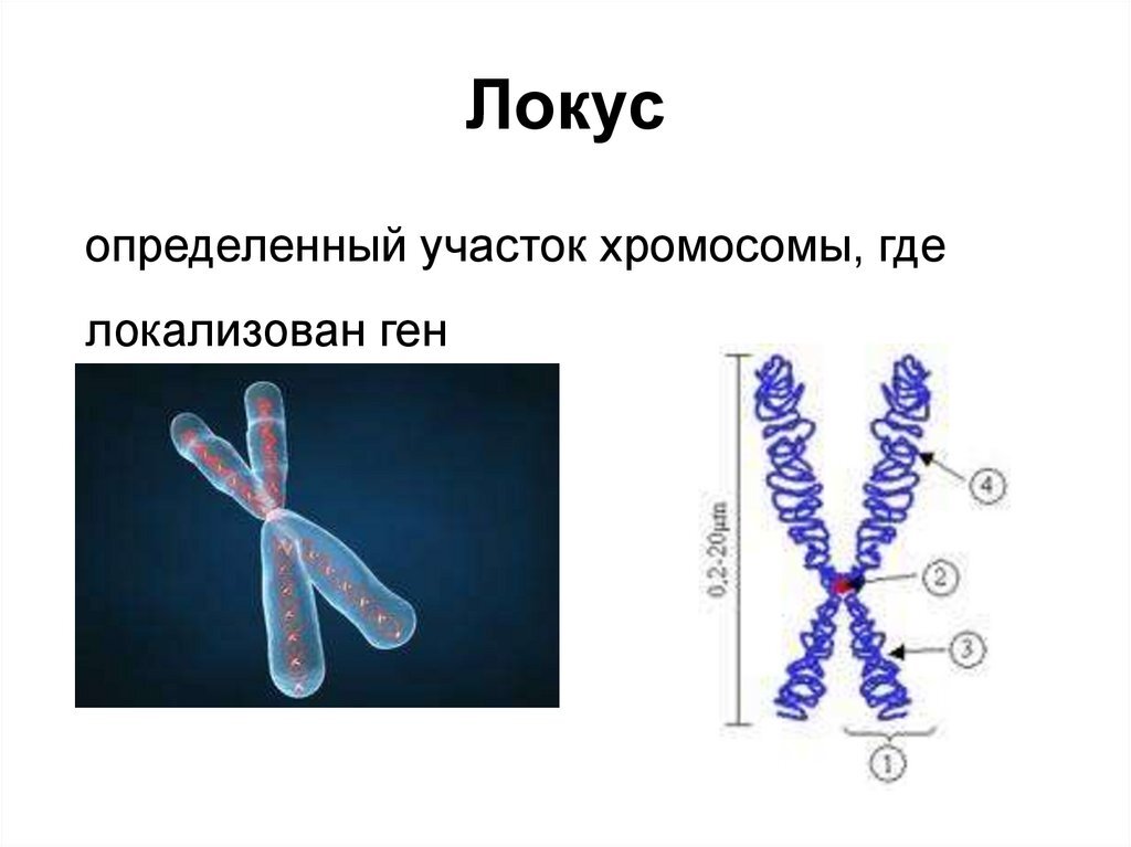 Ген в биологии. Локус Гена. Локус хромосомы аллели. Локус и аллель Гена. Строение хромосомы ген Локус.