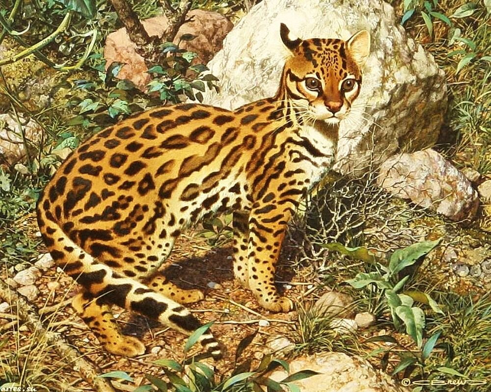 Картина художника Карла Брендерса / Carl Brenders / под названием " Маленький хищник "- Кошка Оцелот