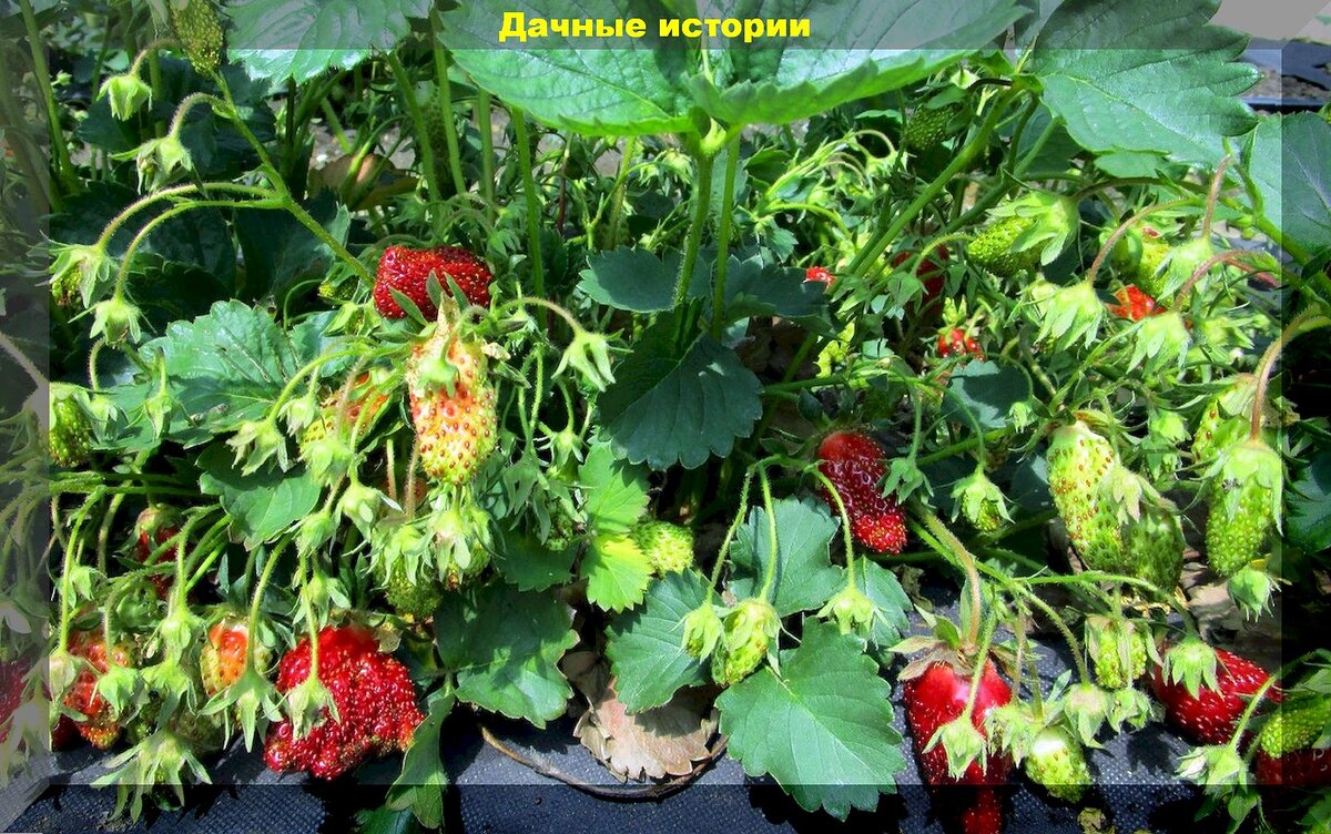 Сорт земляники Купчиха