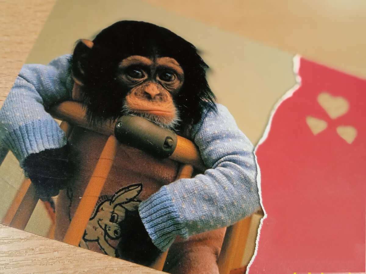 Открытка из серии про животных