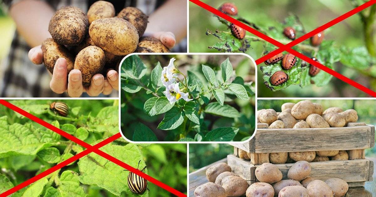 Секреты Урожайных Картофельных Плантаций: Как Вырастить Самый КрупныйКартофель