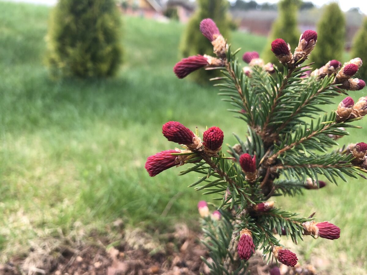 Пять елей. Ель Аянская (Picea jezoensis). Пихта Аянская. Ель Аянская шишки. Ель обыкновенная Акрокона.