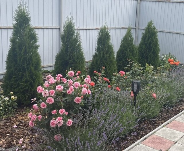 ИДЕАЛЬНЫЙ КОМПАНЬОН ДЛЯ РОЗ