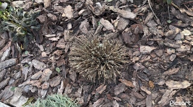 ТАКИЕ ПЕНЬКИ ОСТАЮТСЯ