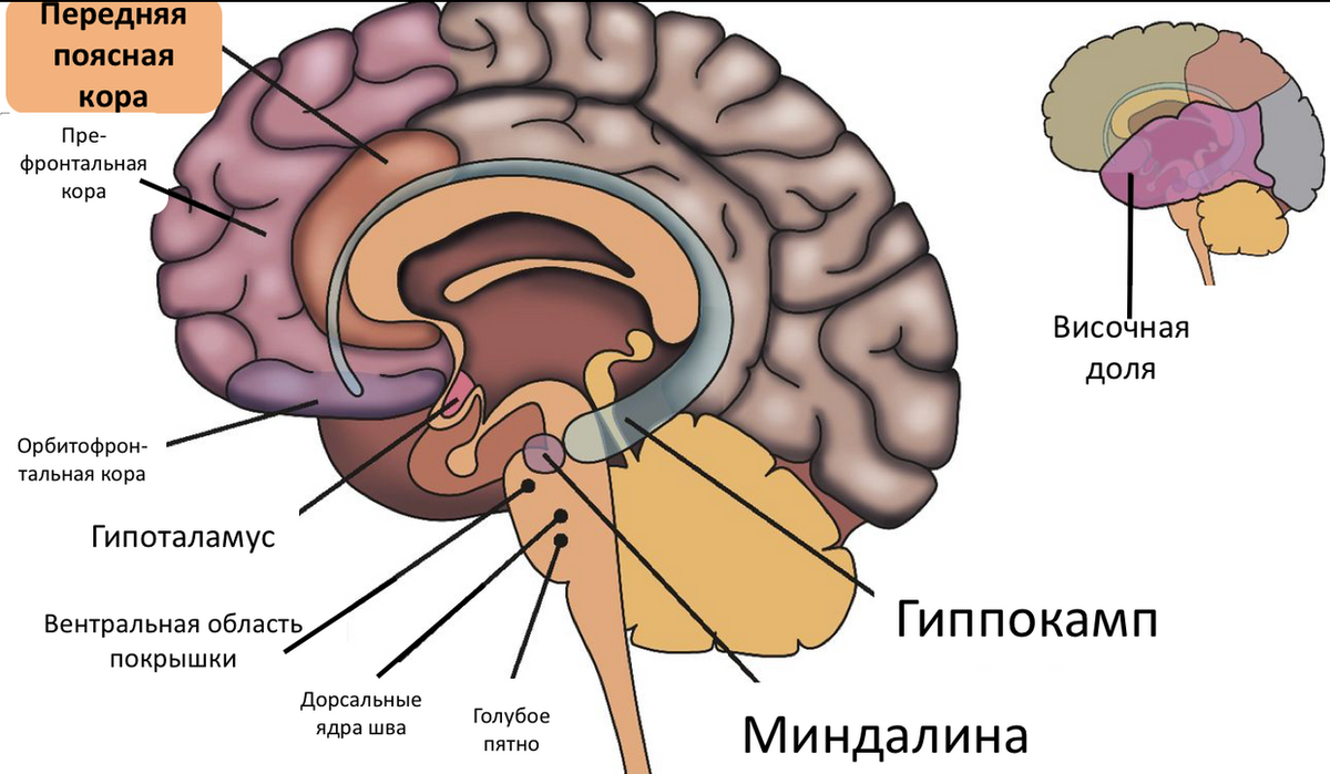 Гипоталамус на схеме мозга