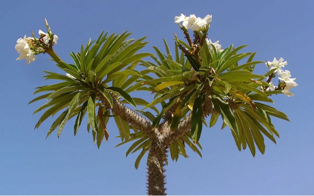 ТАК ВЫГЛЯДИТ ВЗРОСЛОЕ РАСТЕНИЕ В ПРИРОДЕ. 