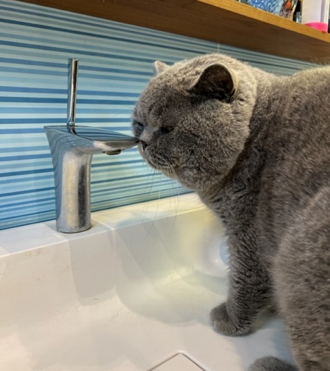 Как сделать так , чтобы кошка пила больше воды.