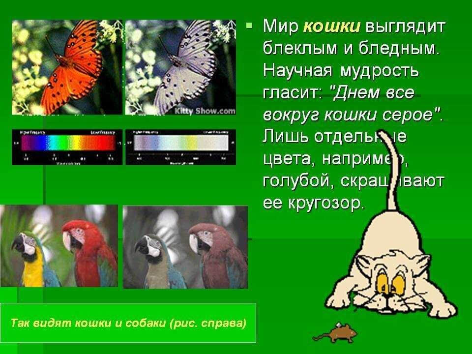 Кошки различают цвета. Как видят кошки. Какие цвета видят кошки. Как видят мир кошки. Кактм цветом в дят уошки?.