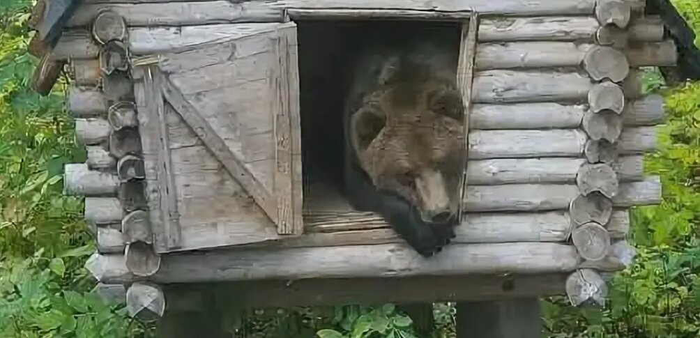 Медведь изба. Избушка медвежат.