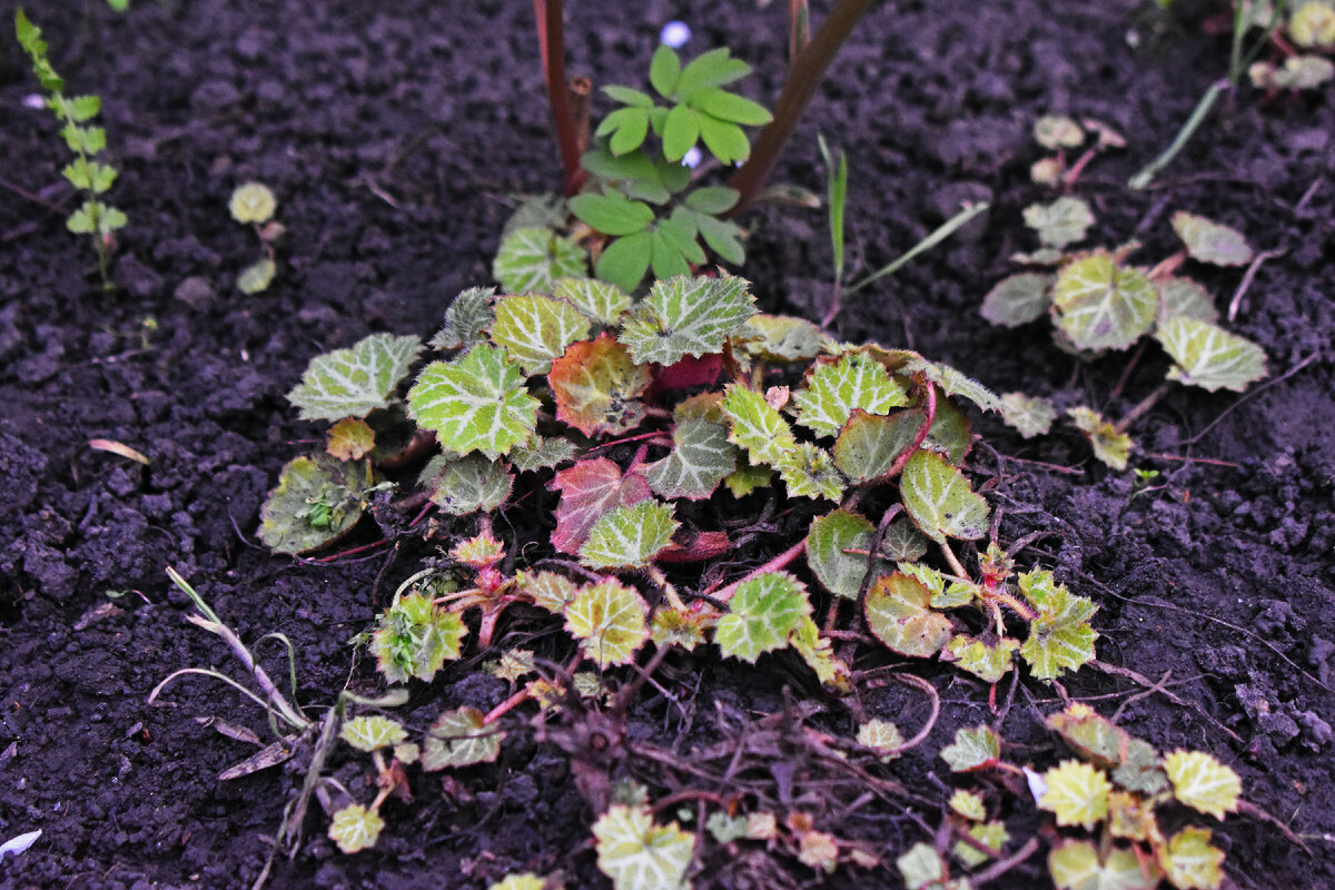 Камнеломка (Saxifraga): уход, фото, виды